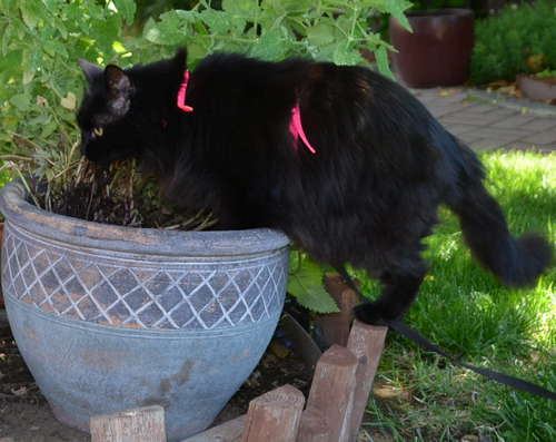 Raven sniffing a pot of catnip