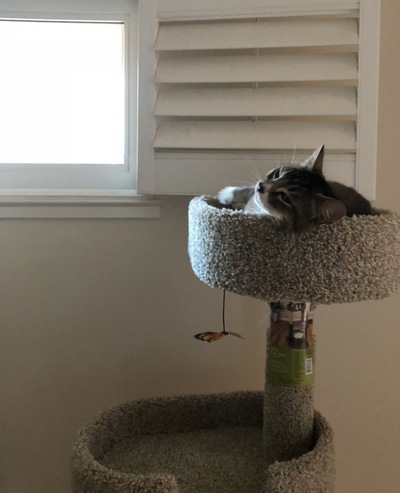 kitty on perch