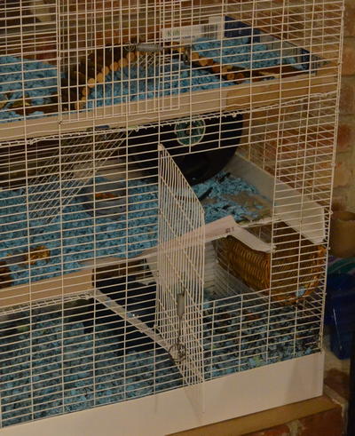 Sprinkles hamster open cage door