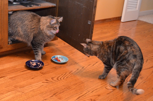 Cats Wolfie and Pearl in the kitchen after eating their breakfast.