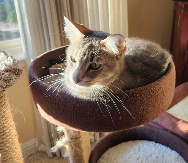 Pearl, a gray tabby cat lying in a brown round perch in the sun. The sunlight is hitting her face. Her ears are erect and the white whiskers on her cheeks are catching the sun. 