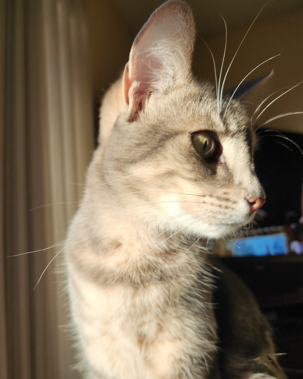 Pearl, a gray tabby cat sitting 90 percent profile to the right. The sunlight is hitting her face and chest and her eyebrow whiskers are highly visible. 