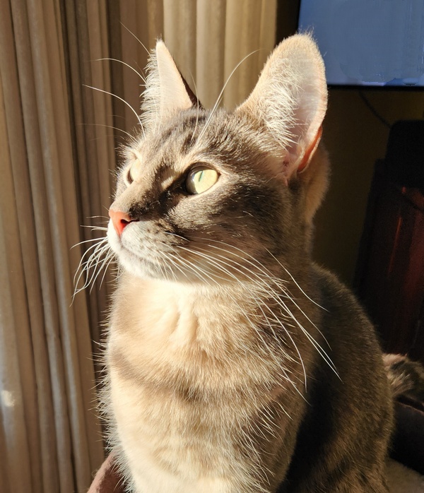 Pearl, a gray tabby cat facing towards the left with the sunlight hitting her face and chest. Her ears are erect and the white whiskers on her cheeks and eyebrows are catching the sun. 