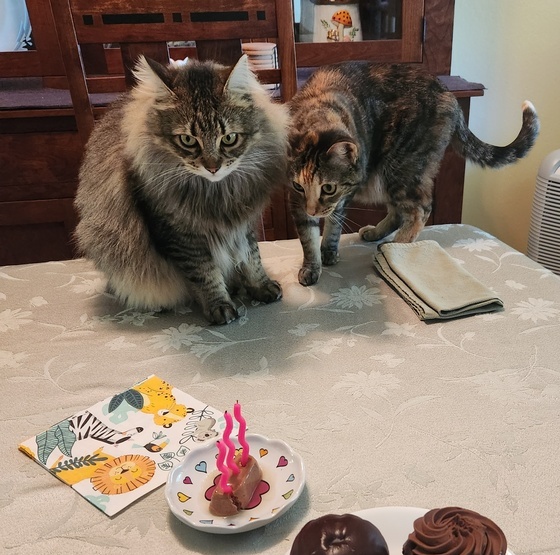 Wolfie and Molly waiting patiently for Pearl to come to her birthday celebration. 